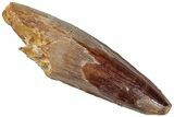 Fossil Spinosaurus Tooth - Real Dinosaur Tooth #296562-1